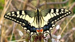 Nature Butterflies insects