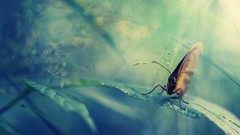 Nature Butterflies insects