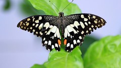 Nature Butterflies insects