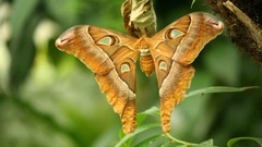 Nature Butterflies insects