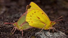 Nature Butterflies insects