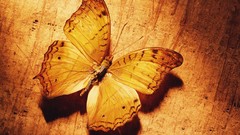 Nature Butterflies insects camouflage