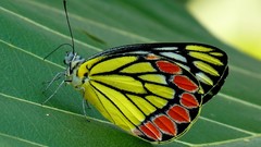 Nature Butterflies insects common jezebel