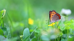 Nature Butterflies insects depth of field