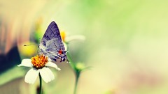 Nature Butterflies insects depth of field