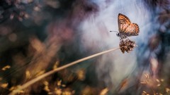 Nature Butterflies insects dreamy blurred background depth of 
