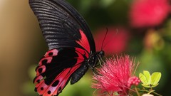 Nature Butterflies insects mimosa