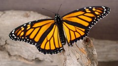 Nature Butterflies insects monarch