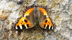 Nature Butterflies insects monarch