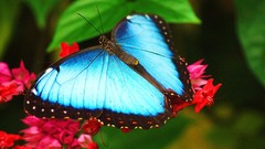Nature Butterflies insects red flowers blue morpho
