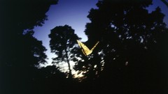 Nature Butterflies insects screenshots