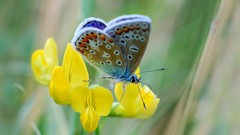 Nature Butterflies insects yellow flowers