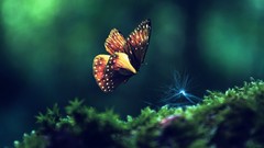 Nature Butterflies moss