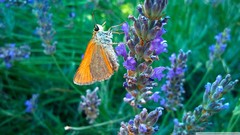 Nature Butterflies orange insects purple flowers