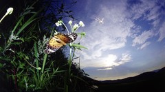 Nature Butterflies painted
