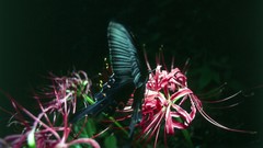 Nature Butterflies Paris insects