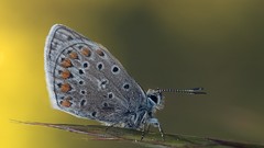 Nature Butterflies pearls