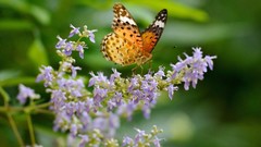 Nature Butterflies Plants