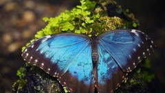 Nature Butterflies rocks