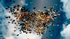 Nature Butterflies swarm