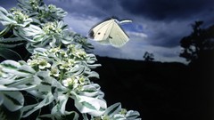 Nature Butterflies white