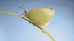 Nature Butterflies white insects