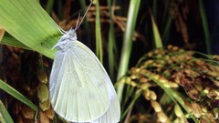 Nature Butterflies white insects