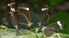 Nature Butterflies wings transparent Glasswing Butterfly