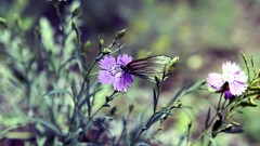 nature butterfly Flowers depth of field purple flowers insect