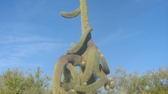 Nature cactus