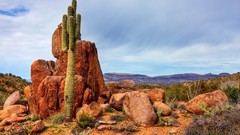 Nature cactus