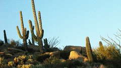 Nature cactus