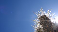 Nature cactus skyscapes