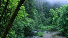 Nature California mist woods forests