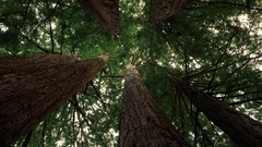 Nature California Parks state Santa Cruz