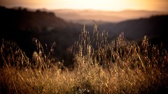 Nature California sunlight blurred background