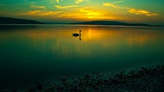 Nature calm Swans