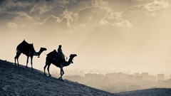 Nature Camels deserts