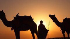 Nature Camels shadows deserts