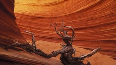 Nature canyon Utah Wood rock formations