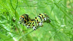Nature caterpillars dew stem