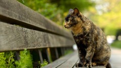 Nature cats Animals bench