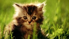 Nature cats Animals feline