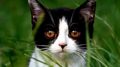 Nature cats Animals grass