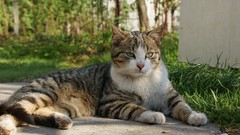 Nature cats Animals grass