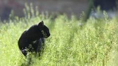 Nature cats Animals grass