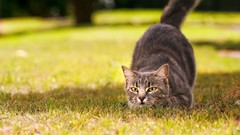Nature cats Animals grass