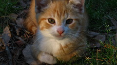 Nature cats Animals Kittens