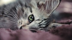 Nature cats Animals macro