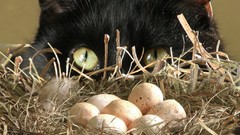 Nature cats eggs nest